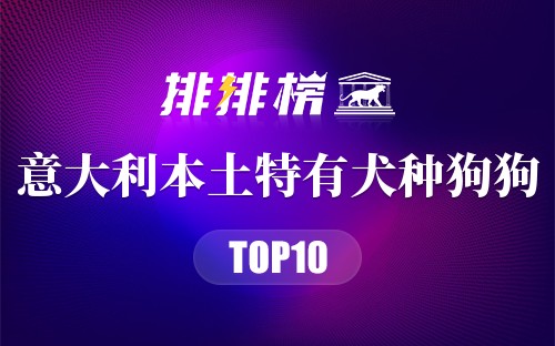 意大利十大本土特有犬种狗狗