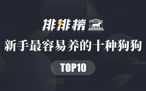 新手最容易养的十种狗狗