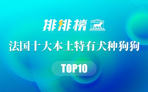 法国十大本土特有犬种狗狗