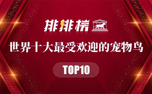 世界十大最受欢迎的宠物鸟