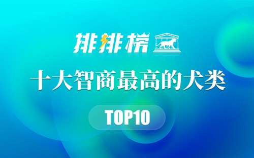 十大智商最高的犬类