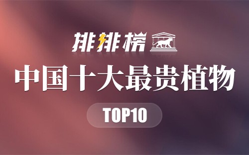 中国十大最贵植物