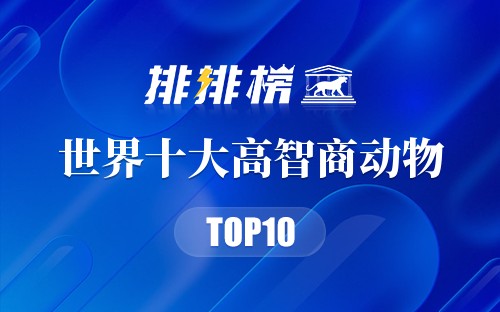 世界十大高智商动物