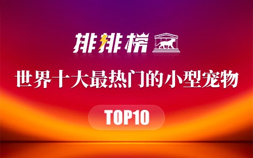 世界十大最热门的小型宠物