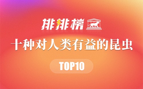 十种对人类有益的昆虫