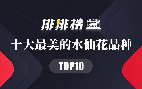 十大最美的水仙花品种