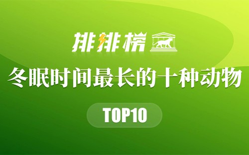 冬眠时间最长的十种动物