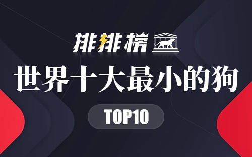 世界十大最小的狗