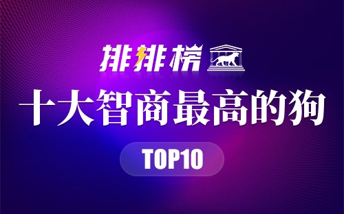 十大智商最高的狗